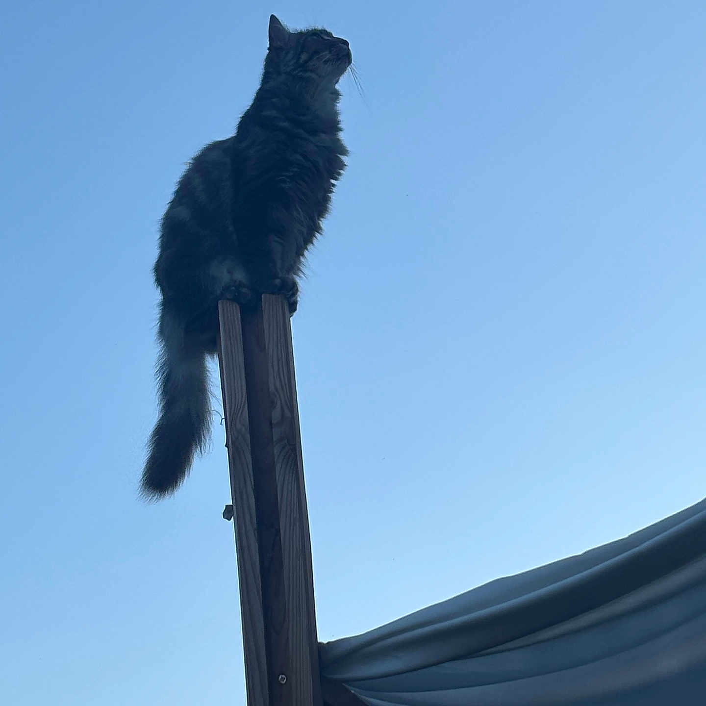 Nathalie Seffar participe au concours pour gagner de l'argent avec cette photo : alert, animal, balance, calm, cat, daytime, feline, fluffy, looking_up, nature, outdoor, peaceful, perch, pet, quiet, silhouette, sky, tail, wood, wooden_post