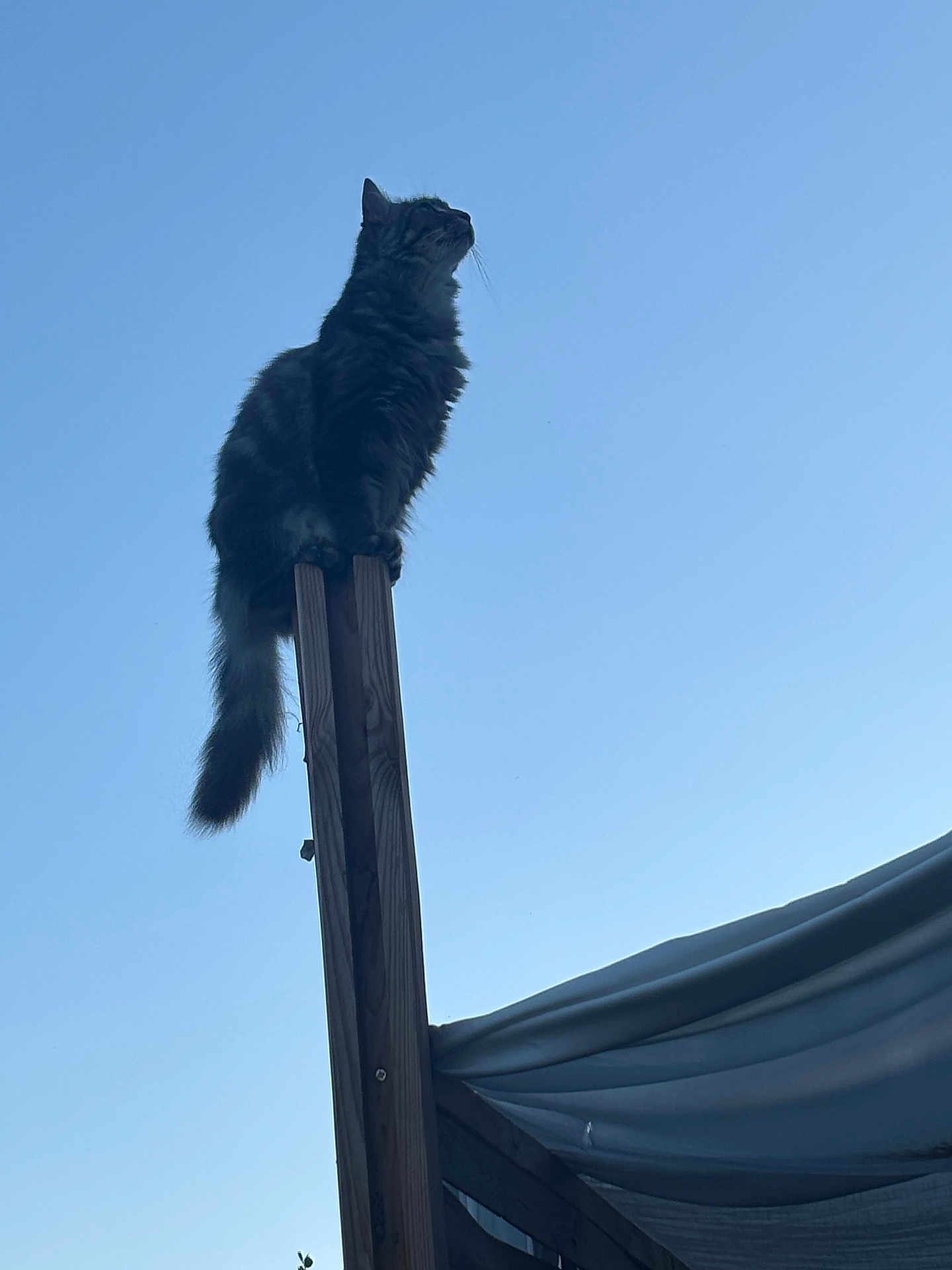 Nathalie Seffar participe au concours pour gagner de l'argent avec cette photo : alert, animal, balance, calm, cat, daytime, feline, fluffy, looking_up, nature, outdoor, peaceful, perch, pet, quiet, silhouette, sky, tail, wood, wooden_post