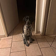 Price a rejoint le concours — aidez-le/la à gagner de superbes lots ! animal, black_and_white, calm, canine, collar, curious, dog, domestic, doorway, floor, hallway, house, indoor, looking, pet, quiet, sitting, spotted, tile_floor, wall