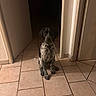 animal, black_and_white, calm, canine, collar, curious, dog, domestic, doorway, floor, hallway, house, indoor, looking, pet, quiet, sitting, spotted, tile_floor, wall