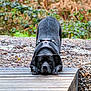 autumn, black_dog, canine, dog, face, forest, grass, gravel, ground, harness, leaves, nature, outdoors, paws, pet, play_bow, playful, portrait, stare, wooden_deck