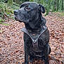 Taïra a rejoint le concours — aidez-le/la à gagner de superbes lots ! autumn, black_fur, brown_eyes, canine, dog, forest, harness, leaf_litter, mammal, mossy_trees, nature, outdoor, path, paws, portrait, sitting, trail, trees, wet_ground, woodland