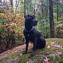 Taïra a rejoint le concours — aidez-le/la à gagner de superbes lots ! attentive, autumn_leaves, bark, black_dog, canine, chain_collar, collar, dog, fallen_leaves, forest, moss, nature, outdoors, peaceful, portrait, profile_shot, rock, sitting, trees, wet_ground
