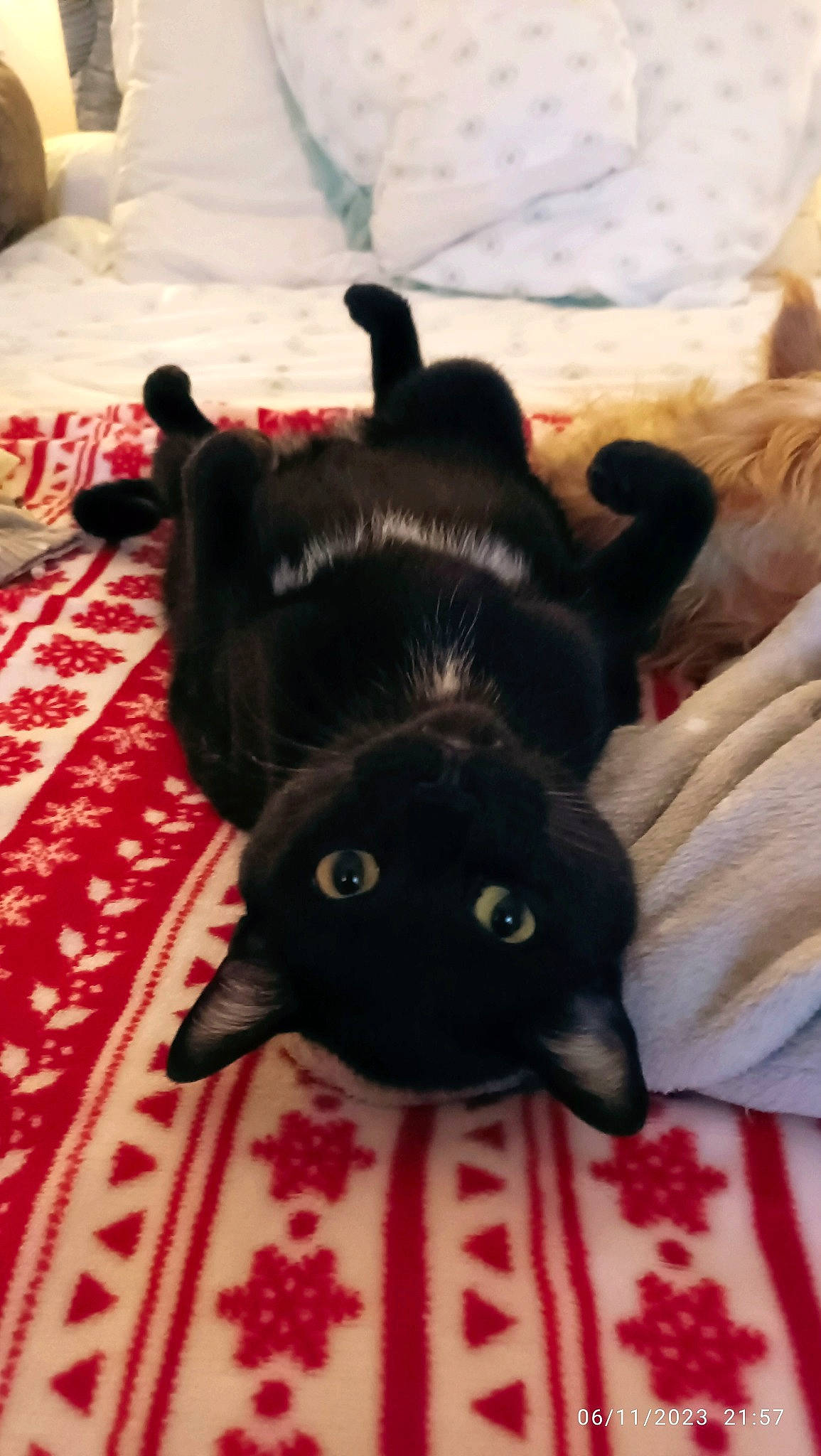 Salem a rejoint le concours — aidez-le/la à gagner de superbes lots ! black_cat, bombay, canidae, carmine, carnivore, cat, claw, comfort, companion_dog, dog_breed, domestic_short_haired_cat, felidae, flooring, fur, linens, small_to_medium_sized_cats, snout, sporting_group, tail, whiskers