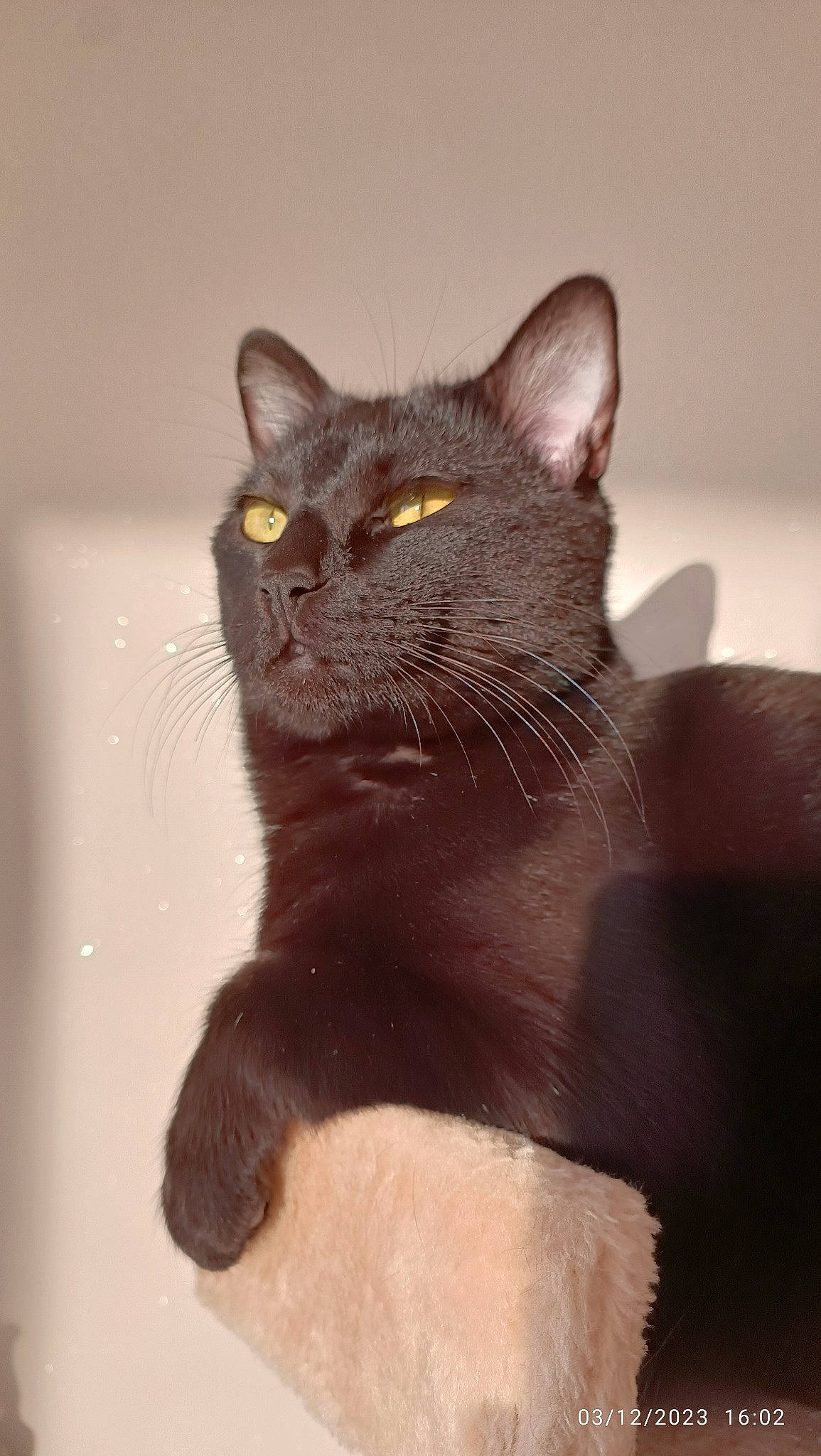 Salem a rejoint le concours — aidez-le/la à gagner de superbes lots ! black_cat, bombay, carnivore, cat, domestic_short_haired_cat, felidae, fur, havana_brown, small_to_medium_sized_cats, snout, terrestrial_animal, whiskers, window