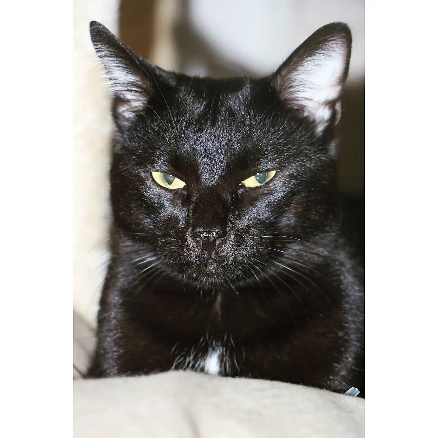 Salem participe au concours pour gagner de l'argent avec cette photo : black_cat, bombay, carnivore, cat, domestic_short_haired_cat, felidae, fur, monochrome_photography, rectangle, small_to_medium_sized_cats, snout, terrestrial_animal, whiskers, wildlife