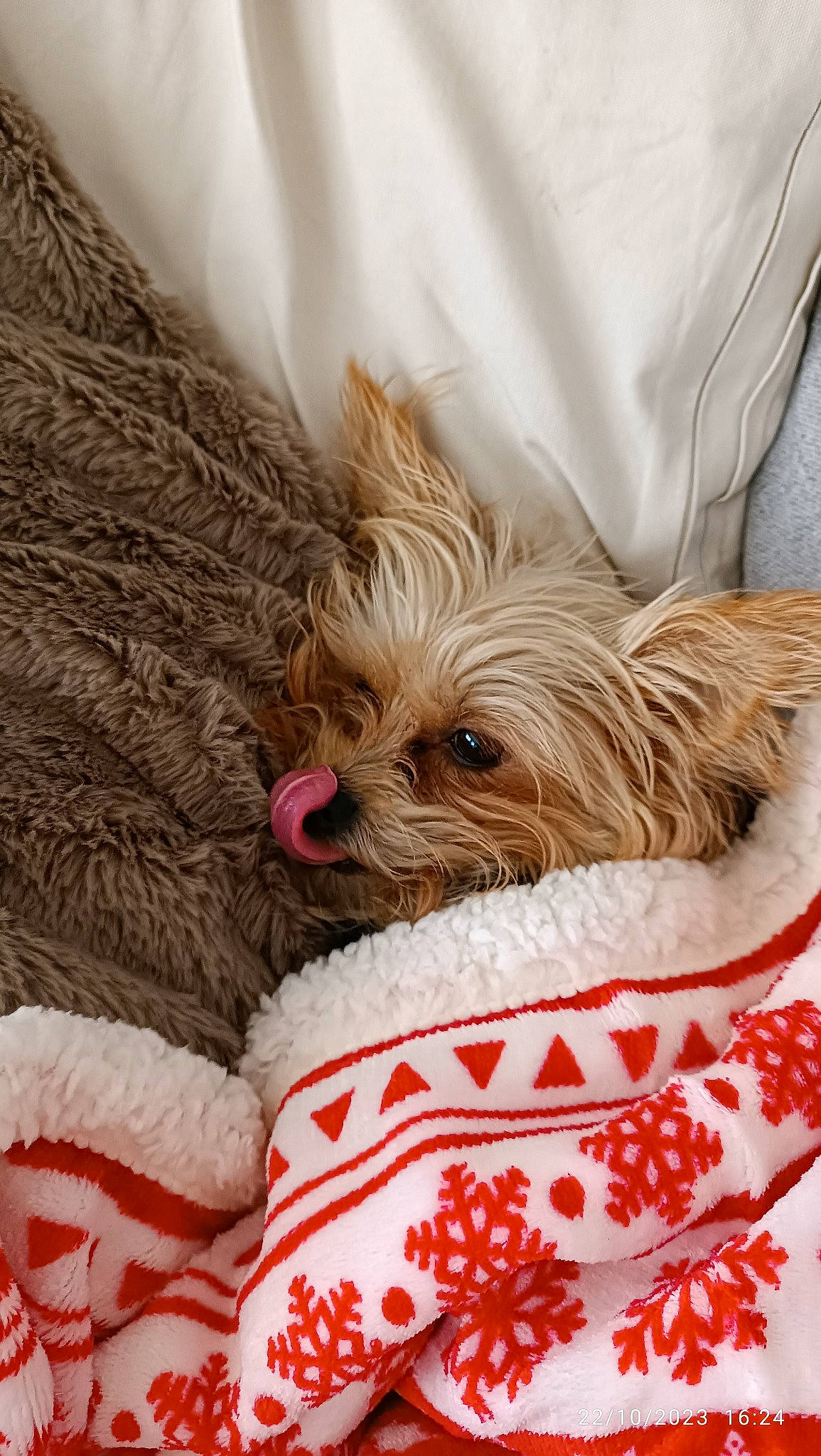 Dana a rejoint le concours — aidez-le/la à gagner de superbes lots ! canidae, carnivore, comfort, companion_dog, dog, dog_breed, dog_supply, fawn, fur, linens, liver, nap, pet_supply, pillow, small_terrier, snout, sporting_group, terrier, toy_dog, working_animal