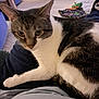 Morty joined the competition — help win amazing prizes! animal, carpet, cat, closeup, clothing, cozy, curious, domestic_animal, furniture, home, indoor, lap, living_room, person, pet, relaxed, resting, sitting, tabby_cat, white_fur
