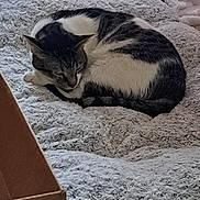 Morty joined the competition — help win amazing prizes! bed, black, blanket, cardboard_box, cat, cozy, curled_up, decor, feline, fluffy, fur, holiday, indoor, pet, pillow, resting, sleeping, soft, tabby, white