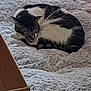 bed, black, blanket, cardboard_box, cat, cozy, curled_up, decor, feline, fluffy, fur, holiday, indoor, pet, pillow, resting, sleeping, soft, tabby, white