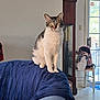 backpack, blue_blanket, cat, chair, couch, curious, daylight, domestic_animal, door, floor, furniture, grandfather_clock, home, indoor, looking, mammal, pet, sitting, tabby_cat, window