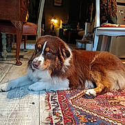 Artchy a rejoint le concours — aidez-le/la à gagner de superbes lots ! animal, brown, chair, cozy, decor, dog, floor, fur, home, indoor, lying_down, patterned_rug, pet, relaxed, rug, table, vintage_furniture, warm_lighting, white, wooden_floor