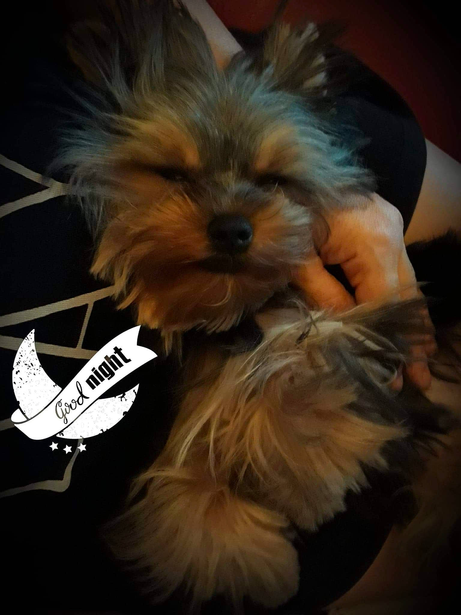 Otis a rejoint le concours — aidez-le/la à gagner de superbes lots ! carnivoran, companion_dog, dog, dog_breed, dog_like_mammal, morkie, puppy, small_terrier, snout, terrier, toy_dog, vertebrate, yorkshire_terrier