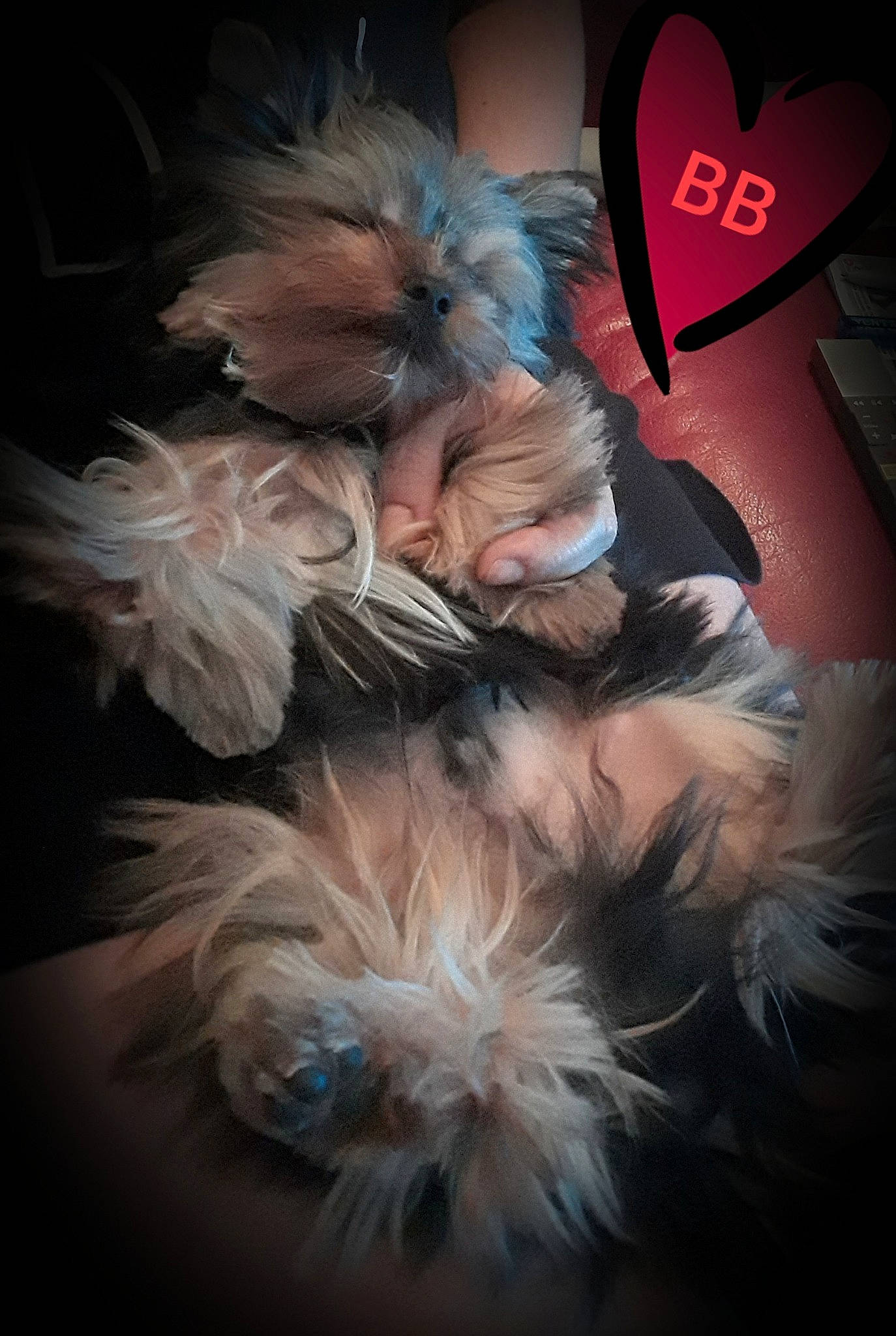 Otis a rejoint le concours — aidez-le/la à gagner de superbes lots ! carnivoran, dog, dog_like_mammal, feather, fur, mammal, puppy, schnauzer, shih_tzu, small_terrier, snout, terrier, vertebrate