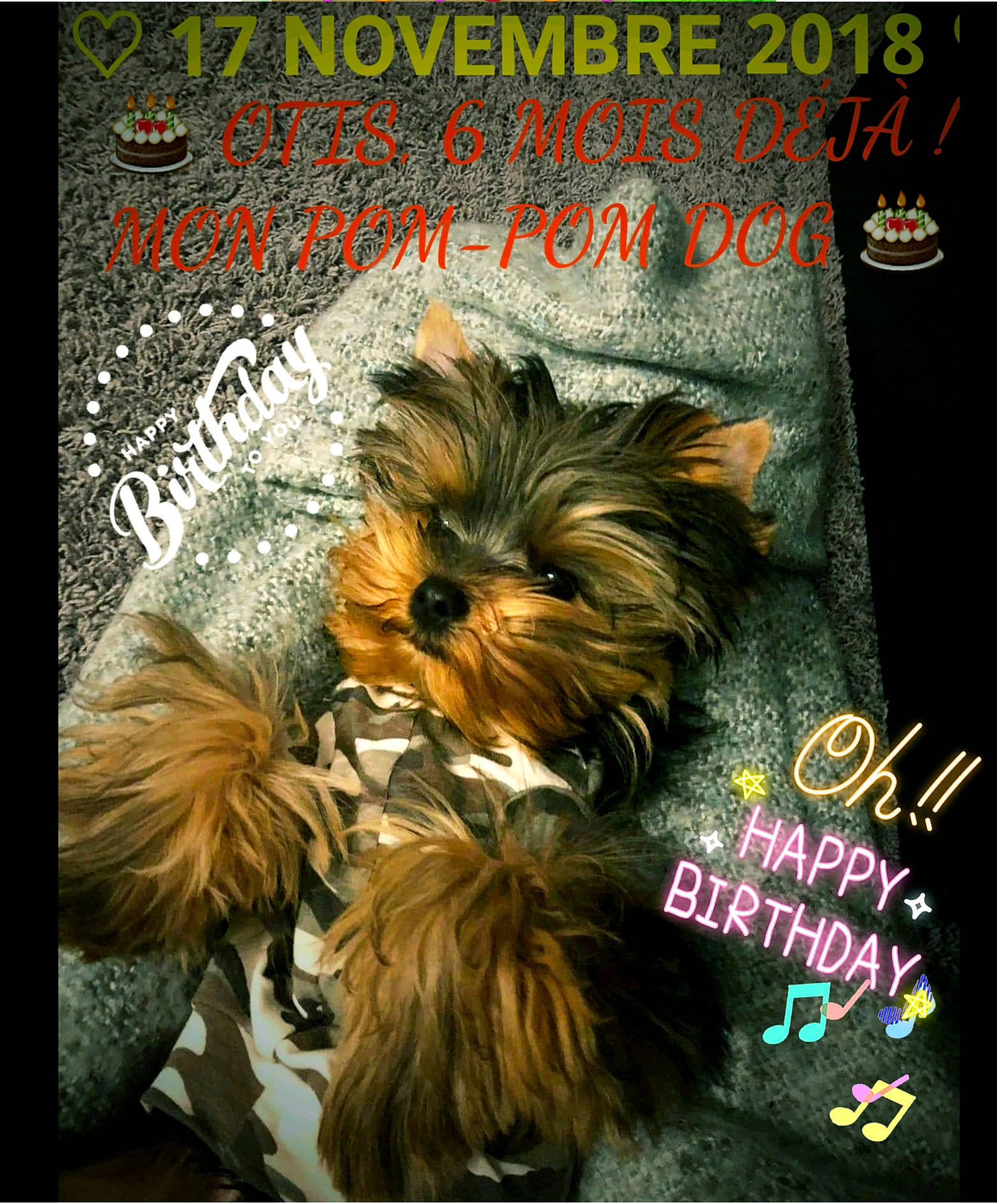 Otis participe au concours pour gagner de l'argent avec cette photo : carnivoran, companion_dog, dog, dog_breed, dog_like_mammal, mammal, photo_caption, puppy, puppy_love, small_terrier, snout, terrier, toy_dog, vertebrate, yorkshire_terrier