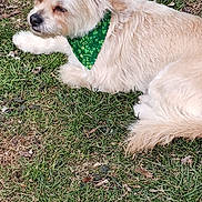 Remii is registered to the contest to win money with this photo: animal, bandana, canine, cute, daytime, dog, ear, friendly, fur, grass, green, laying_down, mammal, nature, outdoor, pet, portrait, relaxed, shamrock, snout