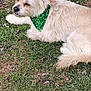 animal, bandana, canine, cute, daytime, dog, ear, friendly, fur, grass, green, laying_down, mammal, nature, outdoor, pet, portrait, relaxed, shamrock, snout