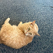 Larry is registered to the contest to win money with this photo: cat, ginger_cat, pet, animal, fur, carpet, blue_carpet, indoor, relaxed, lying_down, curious, whiskers, ears, floor, texture, domestic_cat, feline, cozy, closeup, sideways_glance