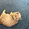 cat, ginger_cat, pet, animal, fur, carpet, blue_carpet, indoor, relaxed, lying_down, curious, whiskers, ears, floor, texture, domestic_cat, feline, cozy, closeup, sideways_glance