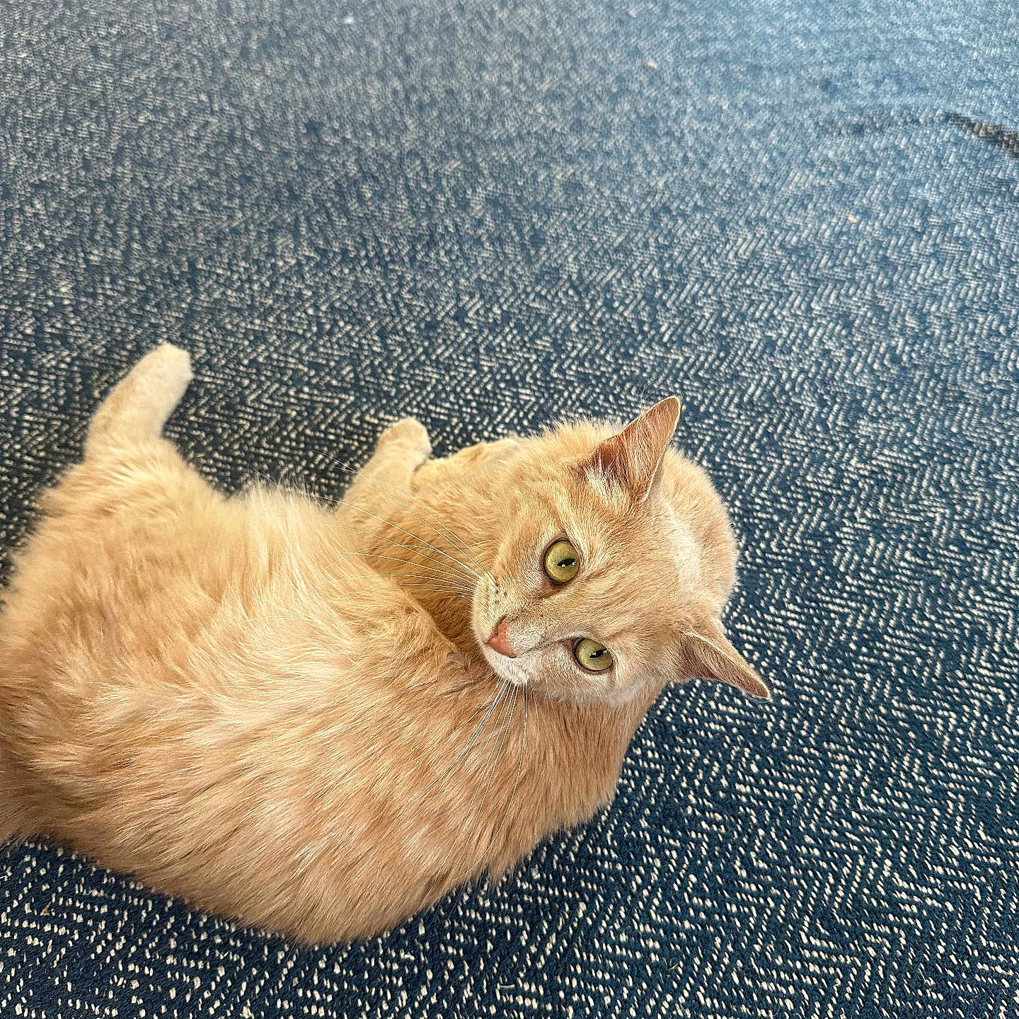 Larry is registered to the contest to win money with this photo: cat, ginger_cat, pet, animal, fur, carpet, blue_carpet, indoor, relaxed, lying_down, curious, whiskers, ears, floor, texture, domestic_cat, feline, cozy, closeup, sideways_glance