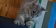 Beckett joined the competition — help win amazing prizes! cat, gray_cat, climbing, paws, curious, furniture, indoor, wooden_floor, striped_rug, colorful_rug, playful, pet, animal, ears, tail, closeup, blurred, home, flooring, looking_down