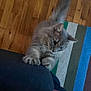 cat, gray_cat, climbing, paws, curious, furniture, indoor, wooden_floor, striped_rug, colorful_rug, playful, pet, animal, ears, tail, closeup, blurred, home, flooring, looking_down