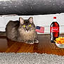 Beckett joined the competition — help win amazing prizes! cat, gray_cat, indoor, hardwood_floor, american_flag, coca_cola_bottle, potato_chips, bowl, furniture_leg, carpet, pet, animal, floor, flash_reflection, domestic_cat, relaxing, snack, flag, wood_floor, household