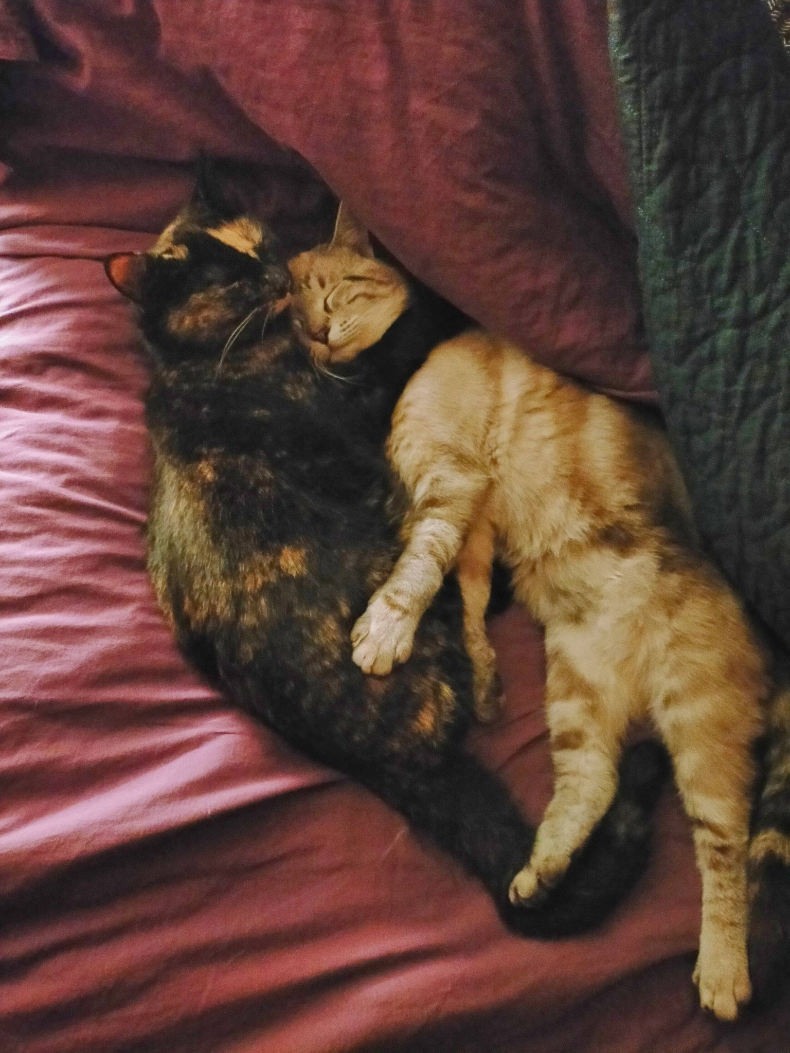 Roméo participe au concours pour gagner de l'argent avec cette photo : brown, carnivore, cat, claw, comfort, darkness, domestic_short_haired_cat, fawn, felidae, foot, fur, paw, small_to_medium_sized_cats, tail, terrestrial_animal, whiskers, wood