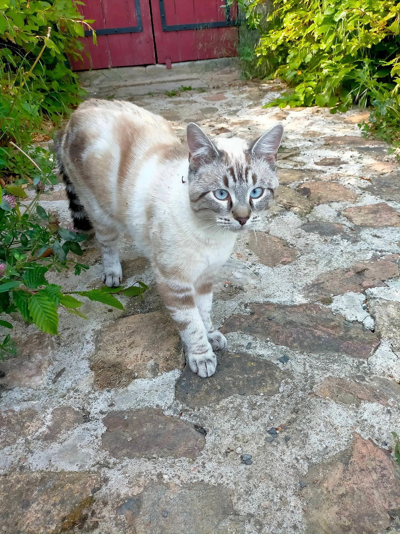 Roméo a rejoint le concours — aidez-le/la à gagner de superbes lots ! carnivore, cat, cobblestone, domestic_short_haired_cat, fawn, felidae, flagstone, fur, garden, grass, groundcover, plant, road_surface, sidewalk, small_to_medium_sized_cats, tail, terrestrial_animal, trunk, whiskers, wildlife