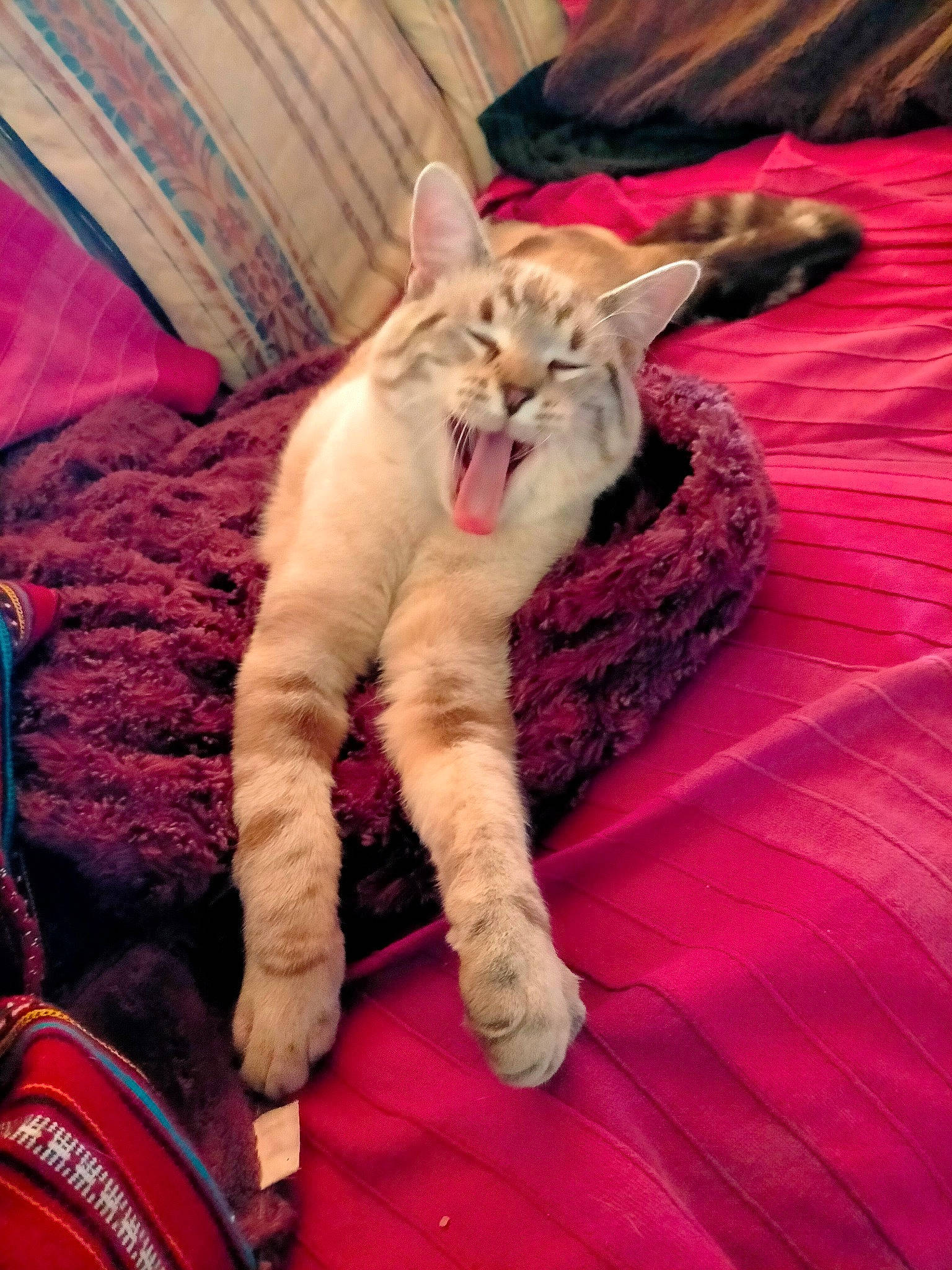 Roméo participe au concours pour gagner de l'argent avec cette photo : carnivore, cat, claw, cloud, comfort, domestic_short_haired_cat, fawn, felidae, fur, human_leg, lap, linens, magenta, paw, pink, small_to_medium_sized_cats, snout, tail, textile, whiskers