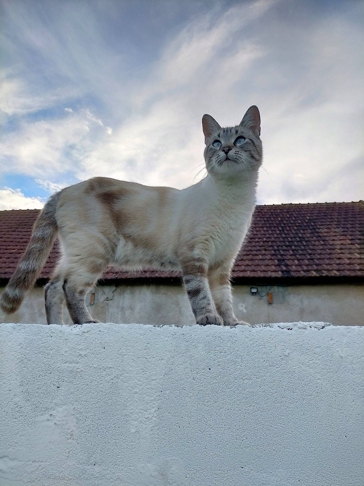 Roméo a rejoint le concours — aidez-le/la à gagner de superbes lots ! art, carnivore, cat, cloud, domestic_short_haired_cat, fawn, felidae, fur, grey, mammal, roof, sculpture, sky, small_to_medium_sized_cats, snout, tail, terrestrial_animal, whiskers, window, winter