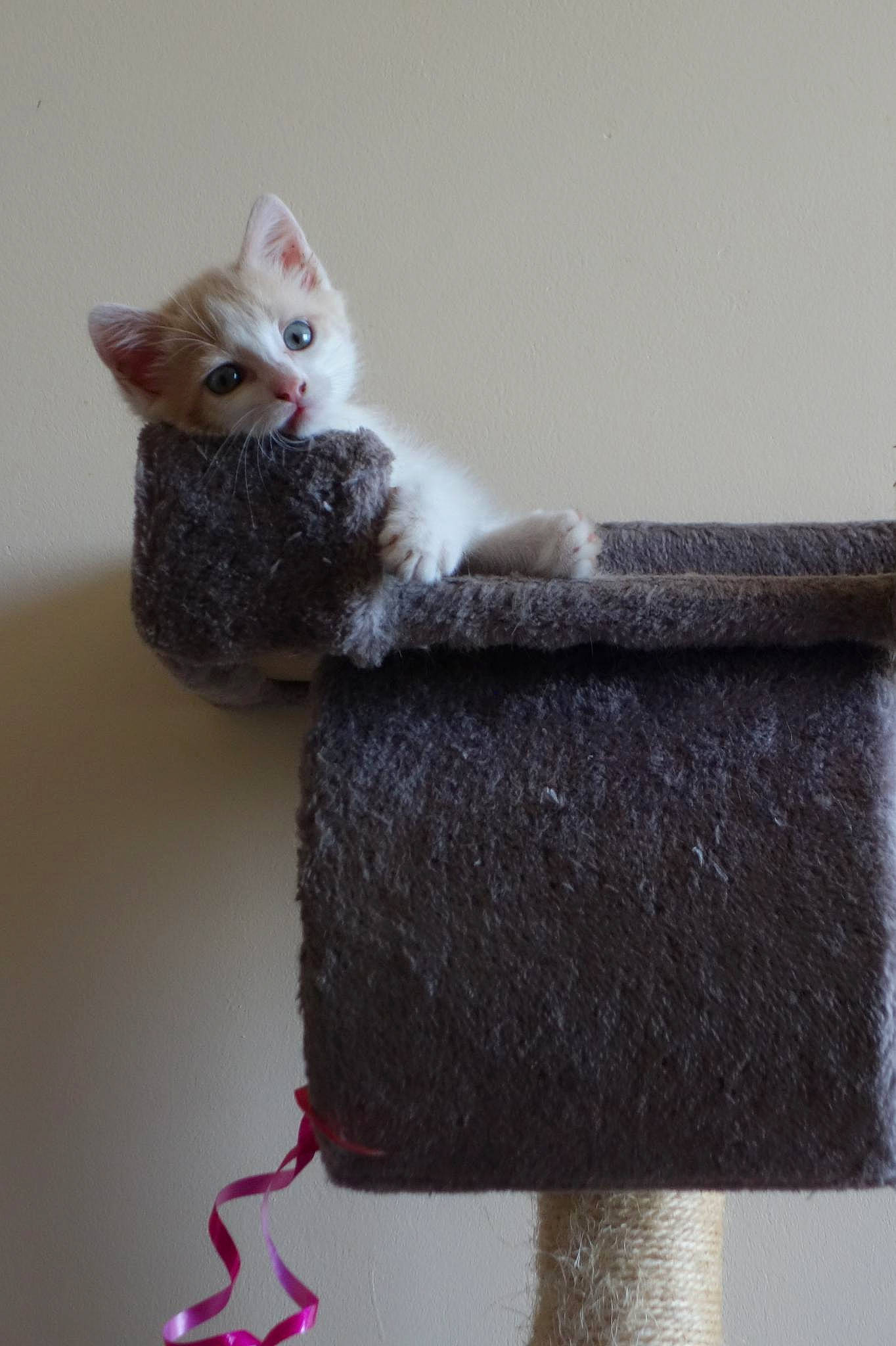 Bout'Chou participe au concours pour gagner de l'argent avec cette photo : carnivore, cat, domestic_short_haired_cat, eye, fawn, felidae, fur, grey, head, shelf, small_to_medium_sized_cats, tail, thread, toy, tree, whiskers, window, wood, wool, woolen