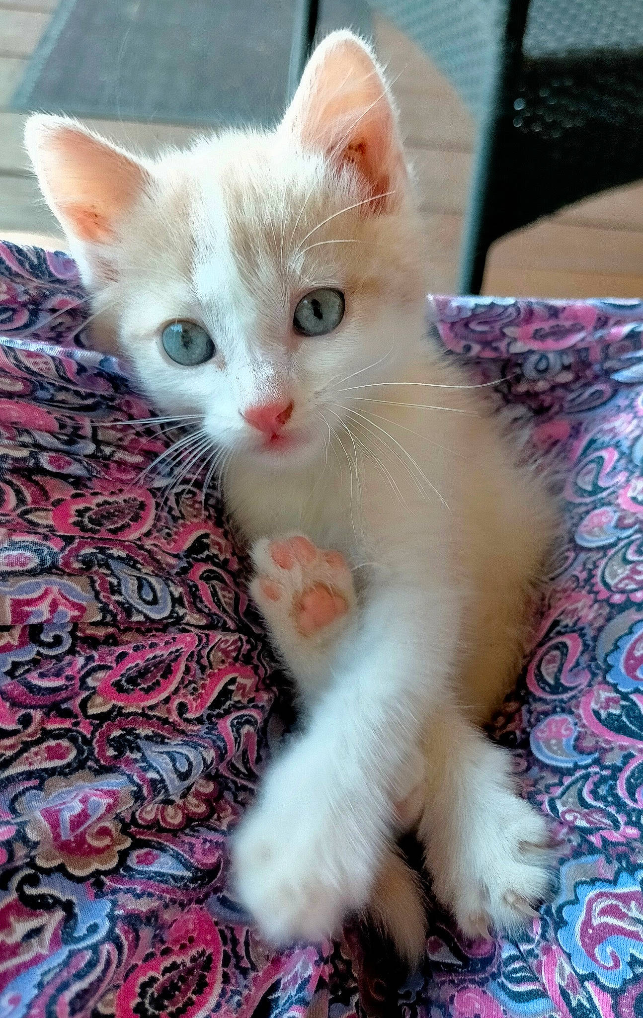 Bout'Chou participe au concours pour gagner de l'argent avec cette photo : carnivore, cat, claw, domestic_short_haired_cat, fawn, felidae, fur, pattern, paw, small_to_medium_sized_cats, snout, tail, whiskers