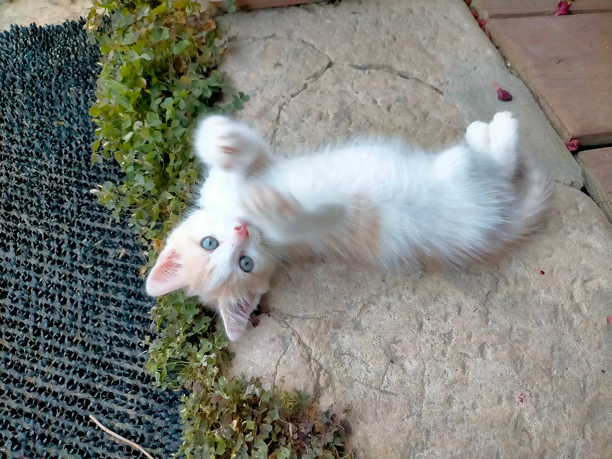 Bout'Chou a rejoint le concours — aidez-le/la à gagner de superbes lots ! canidae, carnivore, cat, companion_dog, dog_breed, fawn, felidae, fur, grass, paw, plant, small_to_medium_sized_cats, tail, terrestrial_animal, whiskers