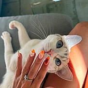 Rukya a rejoint le concours — aidez-le/la à gagner de superbes lots ! blue_eyes, cat, close_up, colorful_nail_art, curious, feline, fur, gray_surface, hand, human_interaction, indoor, legs, nails, pet, pink_nose, playful, relaxing, ring, sunlight, whiskers