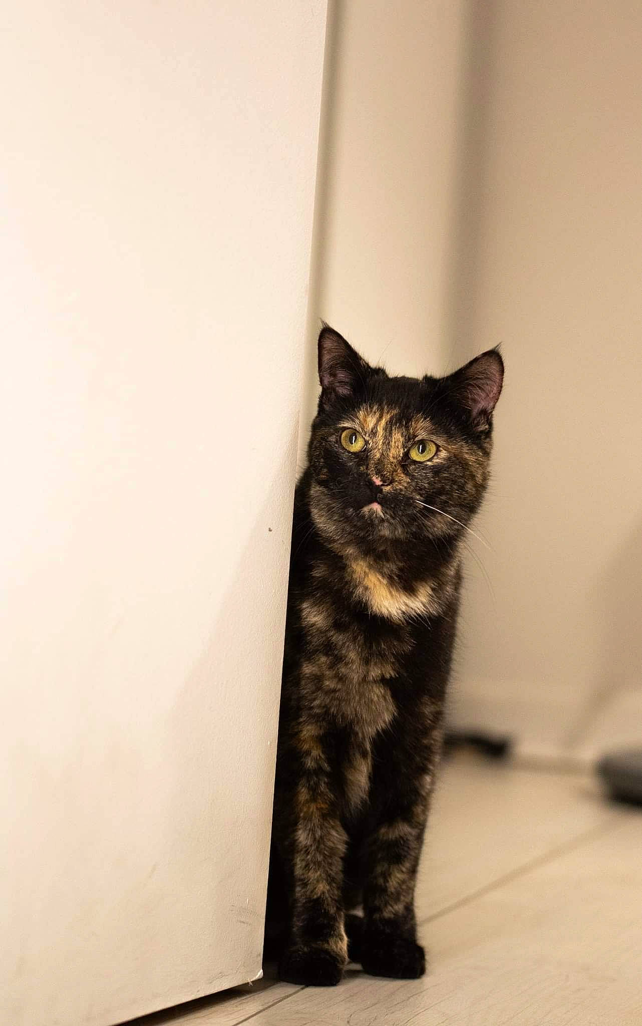 Roquette participe au concours pour gagner de l'argent avec cette photo : black_cat, carnivore, cat, domestic_short_haired_cat, fawn, felidae, flooring, fur, grey, monochrome, monochrome_photography, paw, small_to_medium_sized_cats, snout, stairs, tail, terrestrial_animal, whiskers, window, wood