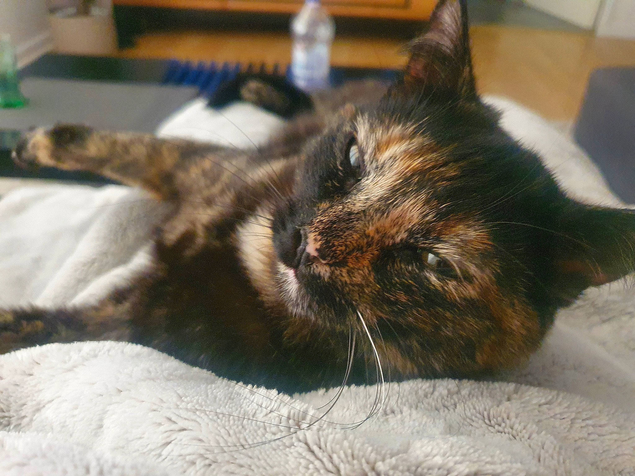 Roquette participe au concours pour gagner de l'argent avec cette photo : bed, black_cat, carnivore, cat, claw, comfort, domestic_short_haired_cat, felidae, flooring, fur, nap, paw, room, sleep, small_to_medium_sized_cats, snout, tail, water_bottle, whiskers