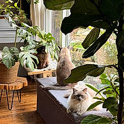 Kida is registered to the contest to win money with this photo: cat, indoor, plants, window, bench, wooden_floor, natural_light, feline, greenery, cozy, relaxing, fluffy, curious, serene, home, decor, potted_plant, curtains, sunlight, pet