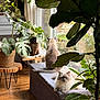 cat, indoor, plants, window, bench, wooden_floor, natural_light, feline, greenery, cozy, relaxing, fluffy, curious, serene, home, decor, potted_plant, curtains, sunlight, pet