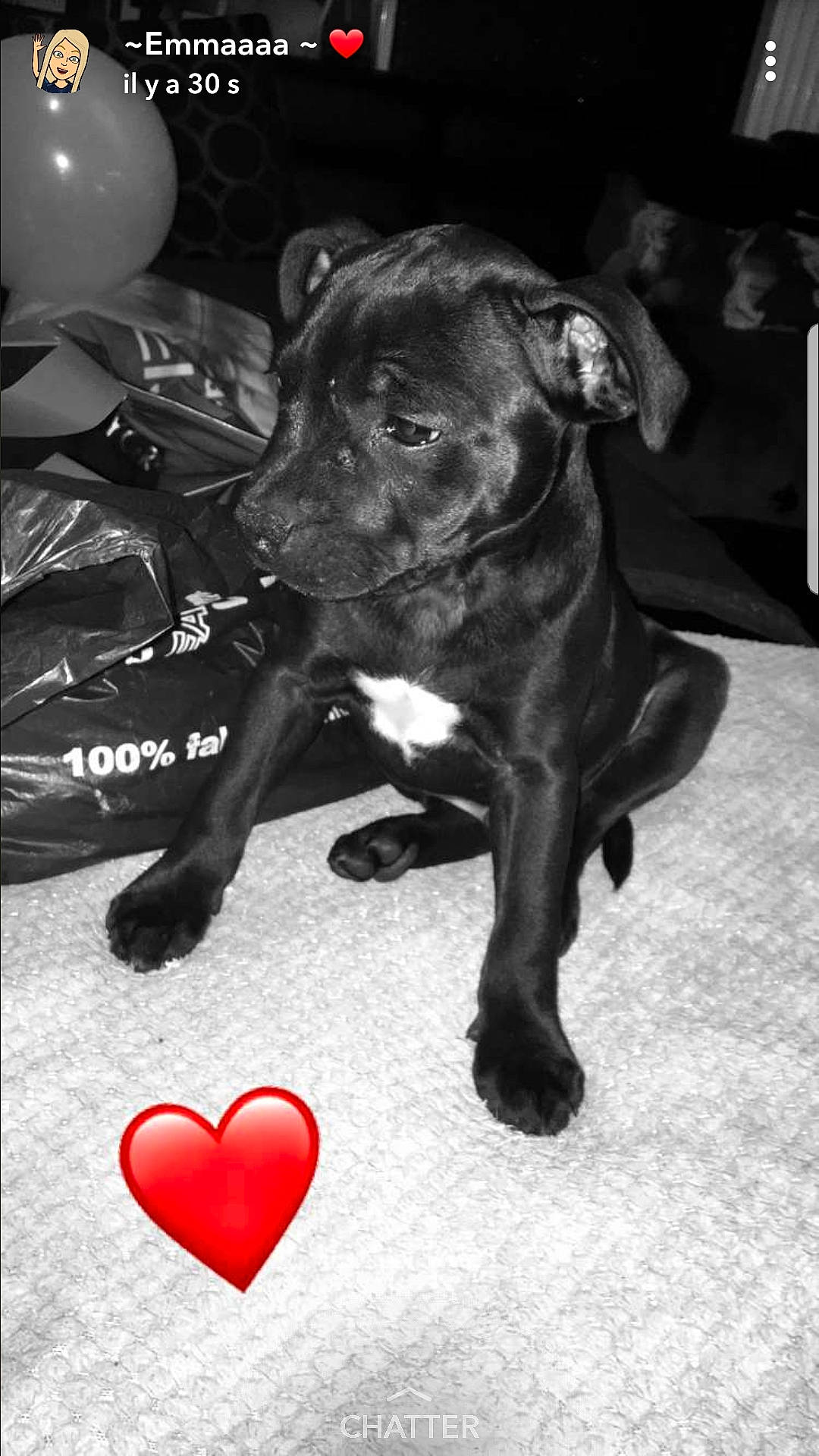 Tchiko a rejoint le concours — aidez-le/la à gagner de superbes lots ! black, black_and_white, carnivoran, dog, dog_breed, dog_like_mammal, headwear, monochrome, monochrome_photography, patterdale_terrier, person, puppy, snout, tail