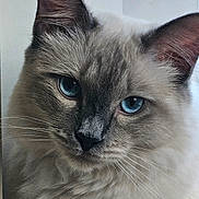 Rumi joined the competition — help win amazing prizes! cat, blue_eyes, close_up, fluffy, whiskers, pet, animal, feline, portrait, cute, soft_fur, indoor, curious, domestic_cat, mammal, ears, face, nose, head, looking
