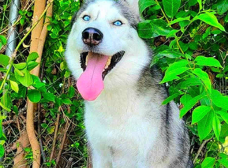 King joined the competition — help win amazing prizes! canis, carnivore, companion_dog, dog, dog_breed, fang, fawn, grass, jaw, kintamani, kuvasz, livestock_guardian_dog, plant, snout, spitz, sporting_group, terrestrial_plant, tree, whiskers, working_animal