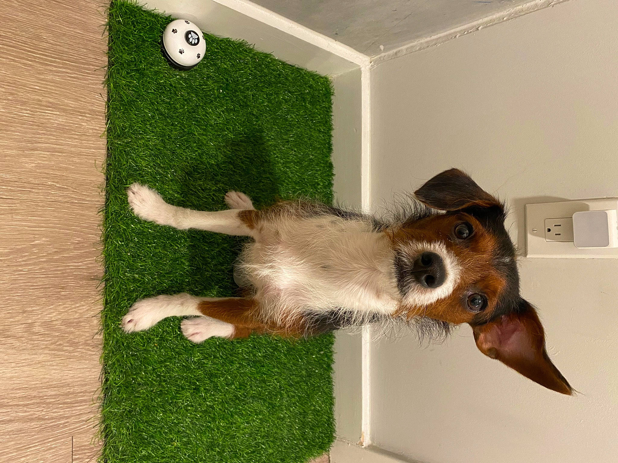 Rambo is registered to the contest to win money with this photo: airedale_terrier, canidae, carnivore, companion_dog, dog, dog_breed, dog_supply, fawn, flooring, grass, pet_supply, rectangle, snout, sporting_group, tail, working_animal