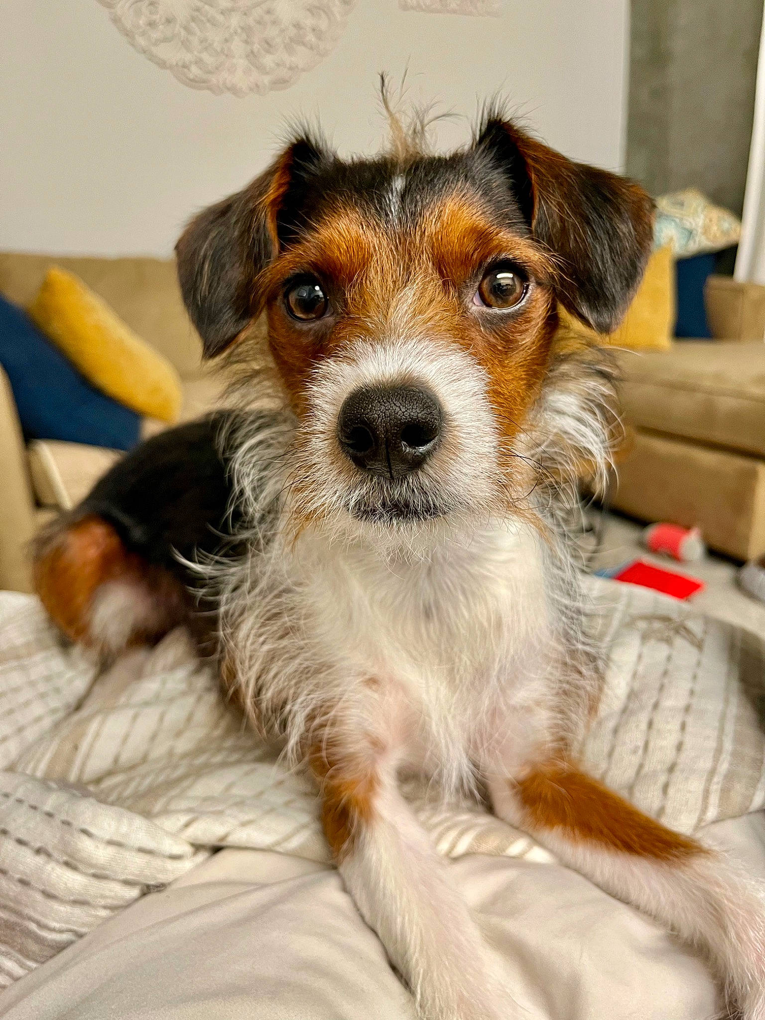 Rambo joined the competition — help win amazing prizes! canidae, carnivore, companion_dog, dog, dog_breed, fawn, fur, irishjacks, puppy, snout, sporting_group, terrestrial_animal, terrier, toy_dog, whiskers, working_animal, working_dog