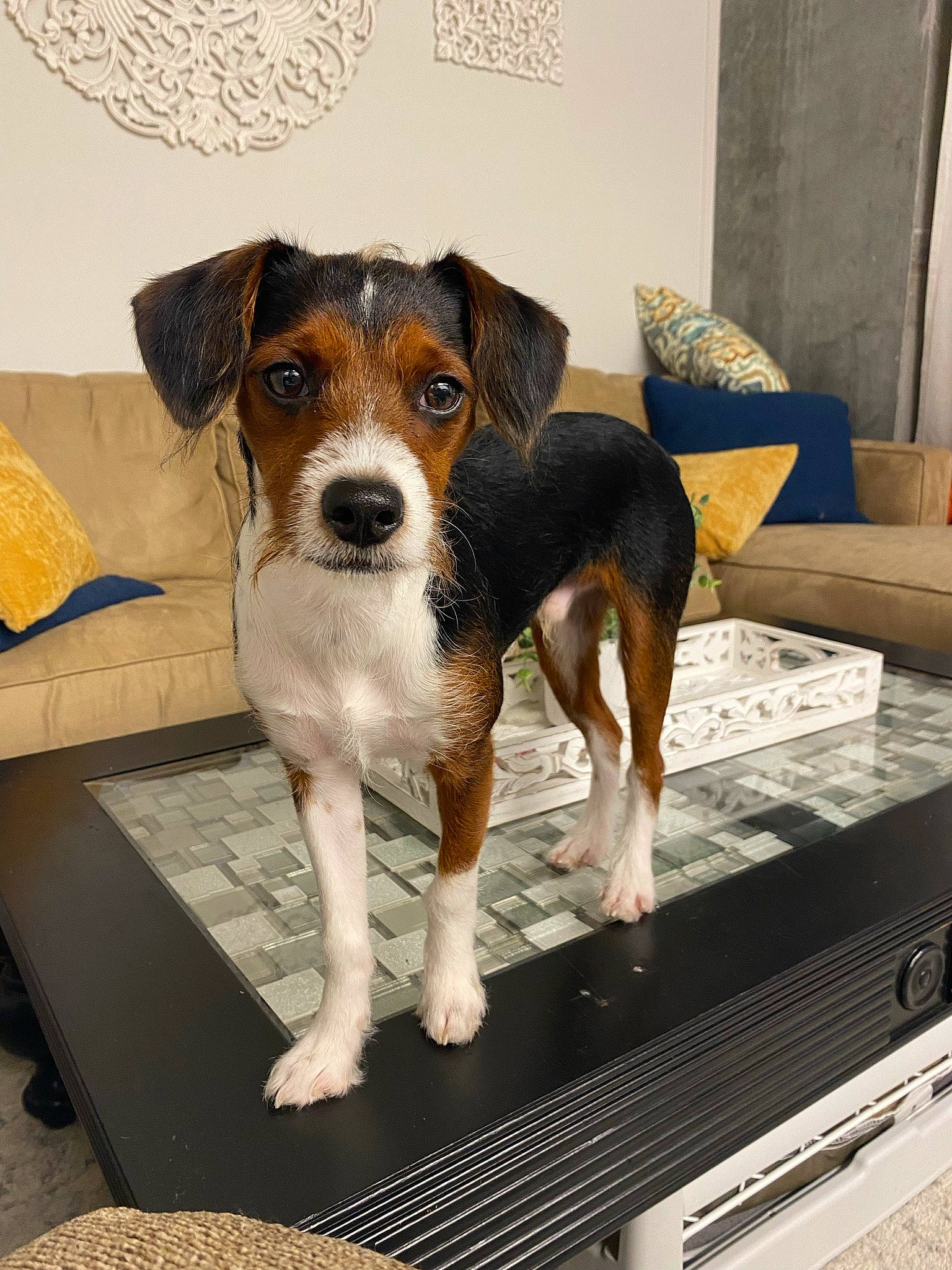 Rambo joined the competition — help win amazing prizes! beaglier, canidae, carnivore, chair, collar, companion_dog, couch, dog, dog_breed, flooring, hunting_dog, pet_supply, picture_frame, rectangle, scent_hound, snout, sporting_group, tail, working_animal, working_dog