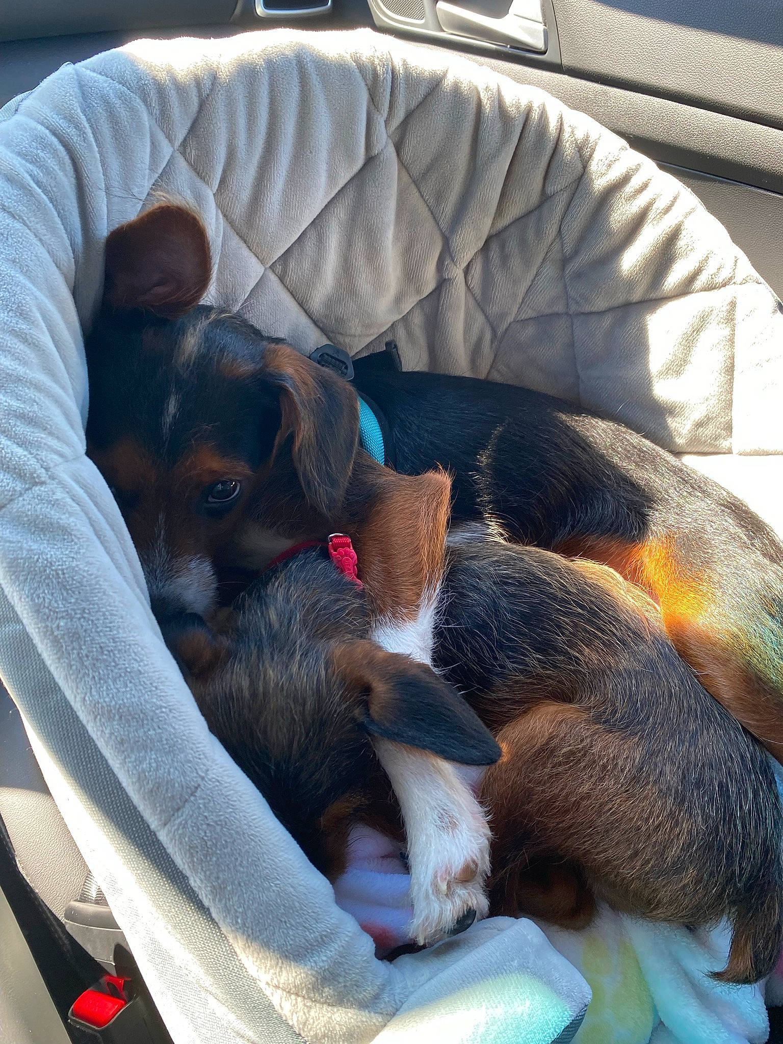 Rambo joined the competition — help win amazing prizes! beaglier, canidae, carnivore, comfort, companion_dog, dog, dog_bed, dog_breed, dog_supply, fawn, head_restraint, nap, sleep, snout, sporting_group, terrestrial_animal, toy_dog, working_animal, working_dog