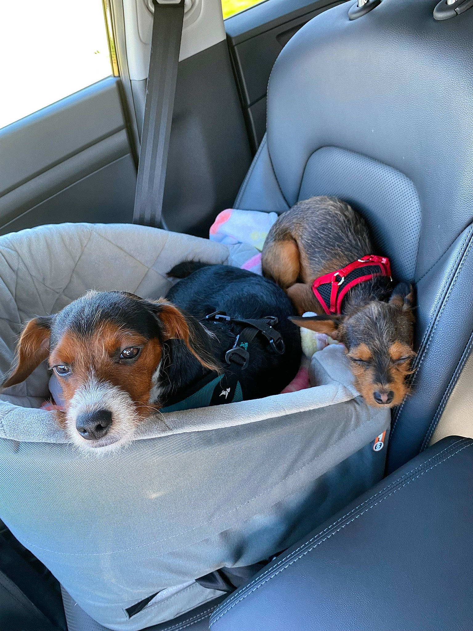 Rambo is registered to the contest to win money with this photo: armrest, auto_part, automotive_design, automotive_exterior, car, car_seat, car_seat_cover, carnivore, comfort, companion_dog, dog, dog_breed, dog_supply, head_restraint, motor_vehicle, snout, steering_wheel, toy, vehicle, vehicle_door