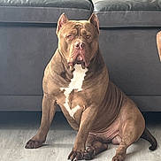 Taïko a rejoint le concours — aidez-le/la à gagner de superbes lots ! adult, animal, bulldog, canine, clothing, couch, dog, face, frenchbulldog, furniture, head, hosiery, male, man, person, pet, pitbull, puppy, snout, sock