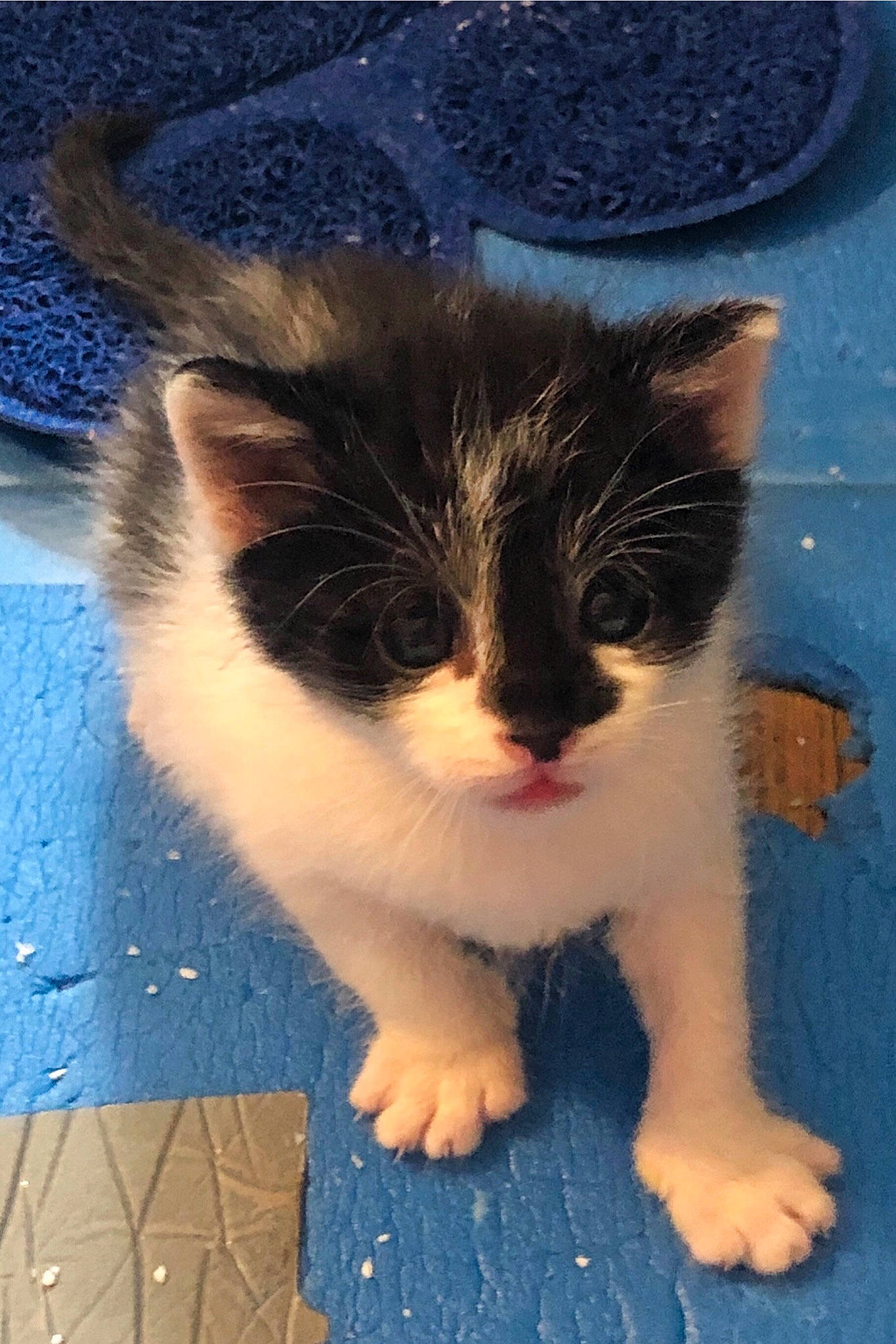 Bacchus participe au concours pour gagner de l'argent avec cette photo : blue, carnivore, cat, domestic_short_haired_cat, electric_blue, felidae, flooring, foot, fur, hat, leg, paw, small_to_medium_sized_cats, snout, tail, toe, whiskers, wood