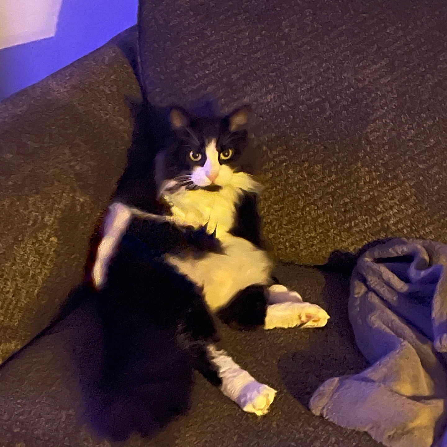 Boots is registered to the contest to win money with this photo: animal, black_and_white, blanket, cat, couch, cozy, cute, feline, fluffy, fur, home, indoor, looking_at_camera, paw, pet, purple_light, relaxed, seated, texture, whiskers